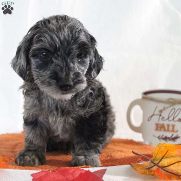 Diamond, Yorkie Poo Puppy